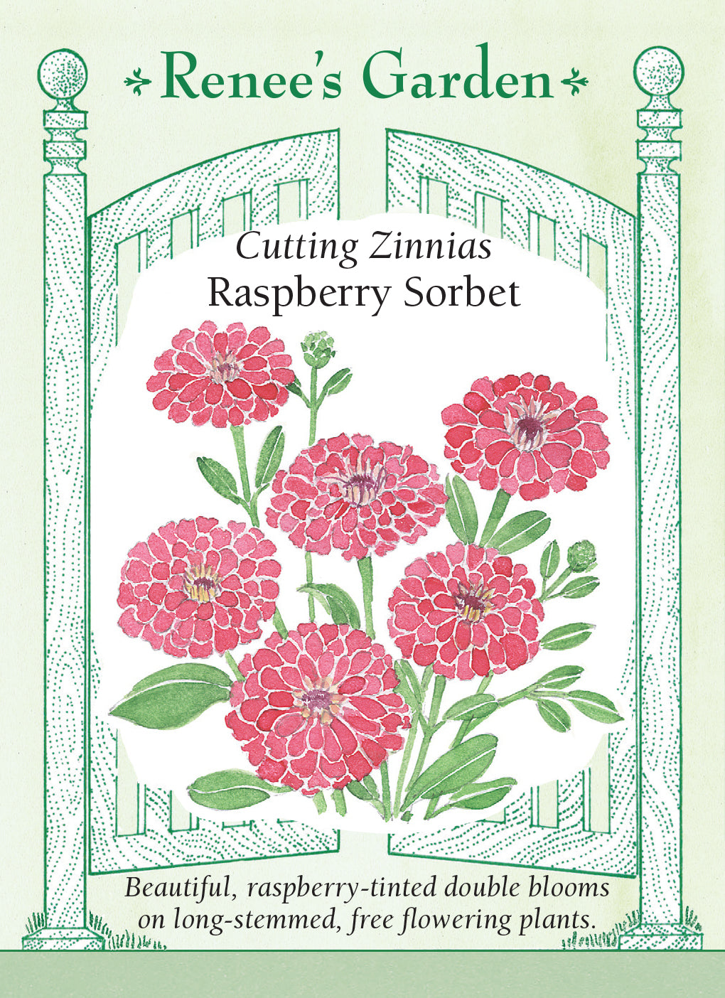 Zinnia Raspberry Sorbet