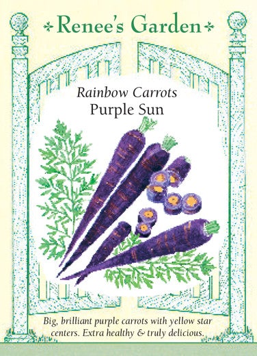Carrot Purple Sun