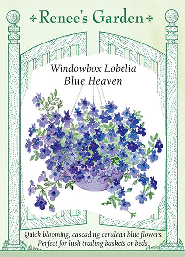 Lobelia Blue Heaven