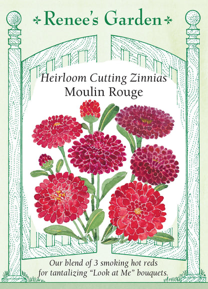 Zinnia Moulin Rouge Red