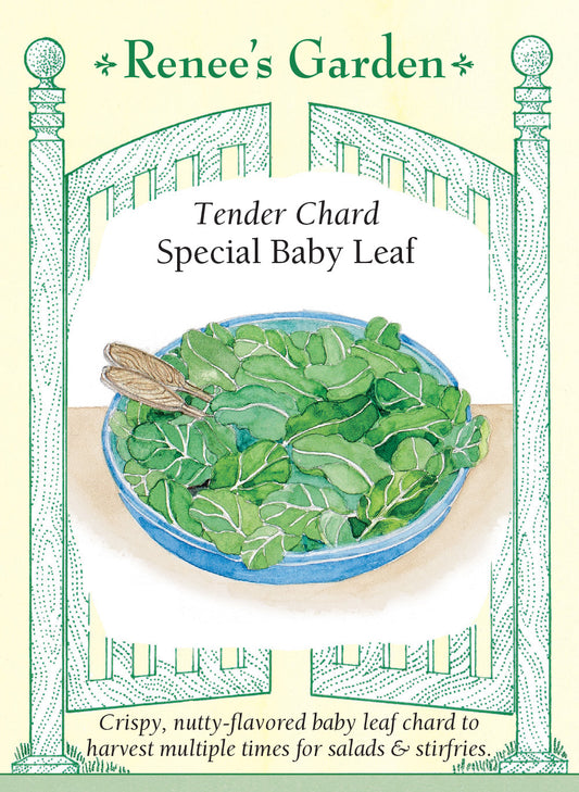 Chard Special Baby Leaf