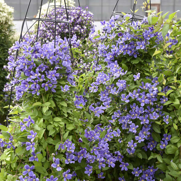 Clematis Rain Dance Bush 1G