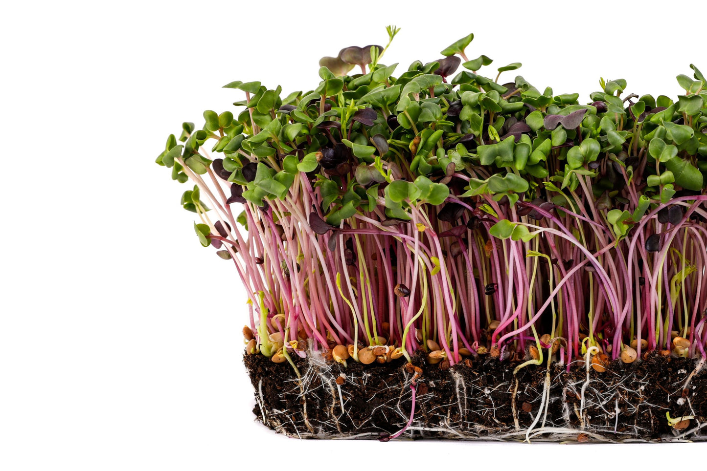 Microgreens Brilliant Blend 125gm