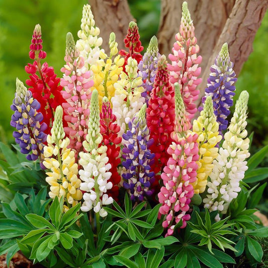 Lupine Assorted 4" Pot