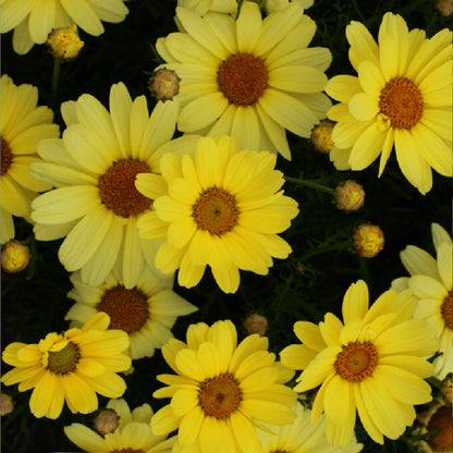 Grandaisy Yellow Butterfly Argyranthemum