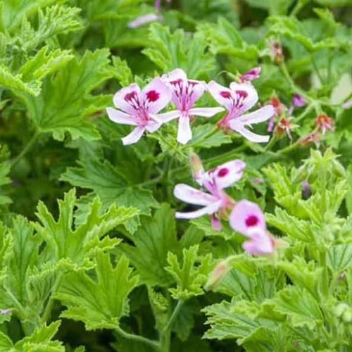 Geranium Citronella