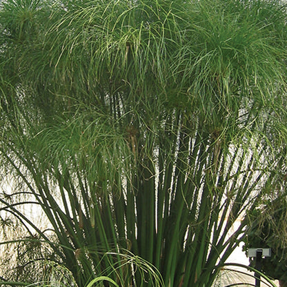 Cyperus King Tut 6" Pot