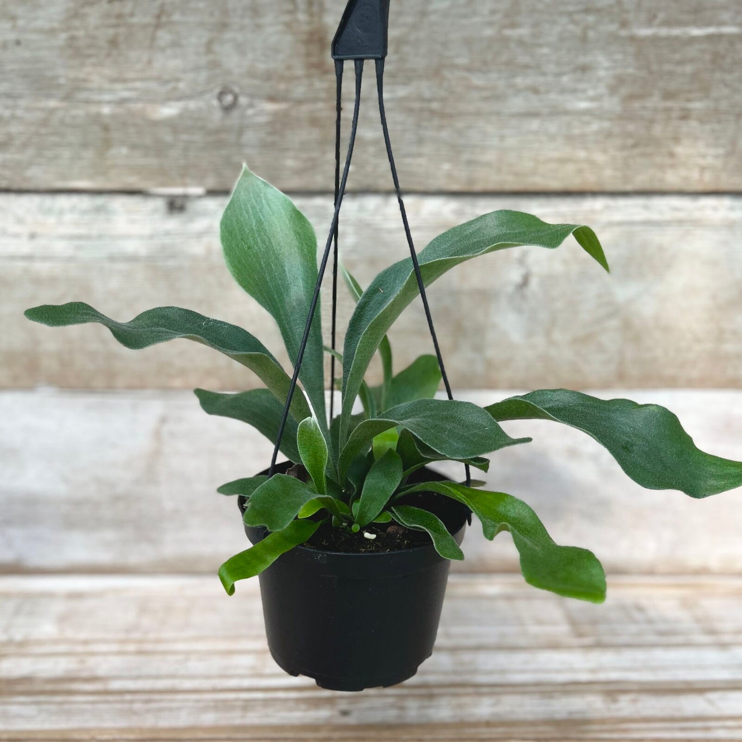 Staghorn Fern Hanging Hasket