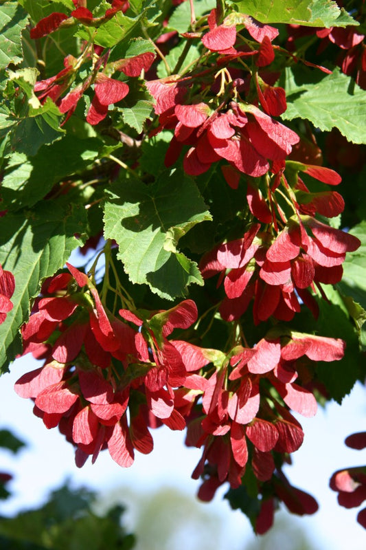 Hot Wings Maple Tree 7G
