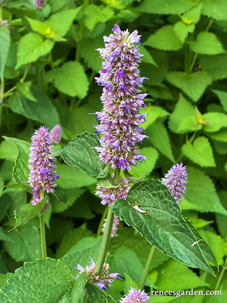 Hyssop Rootbeer Scented