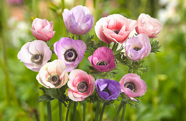 Anemone Carmel Pastel Mix Bulbs