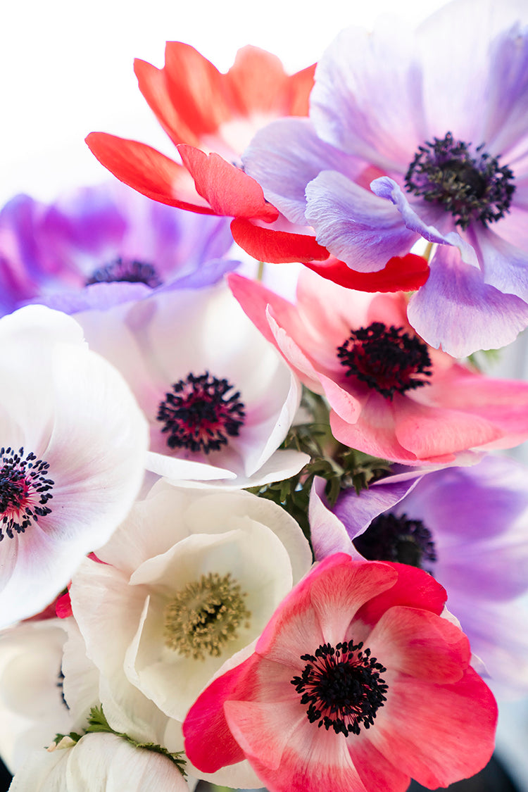 Anemone Carmel Pastel Mix Bulbs