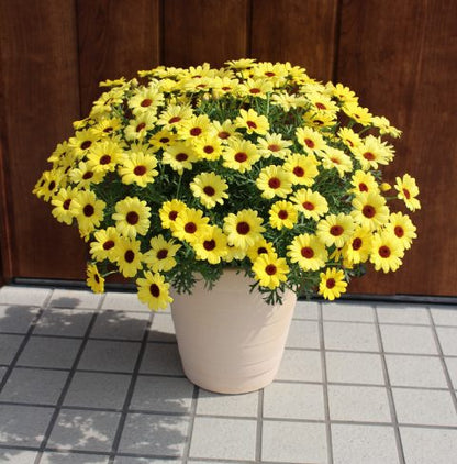 Grandaisy Yellow Butterfly Argyranthemum