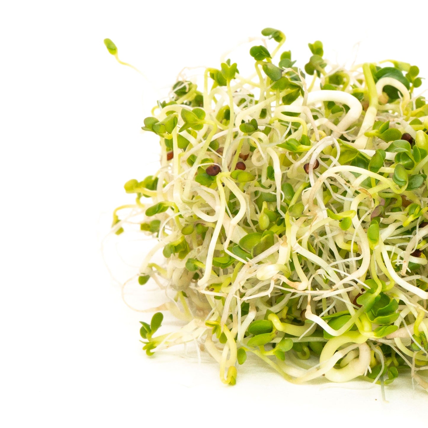 Sprouts Brassica Broccoli Blend Seeds 100gm