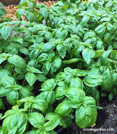 Basil Italian Pesto Garden Girl Regina