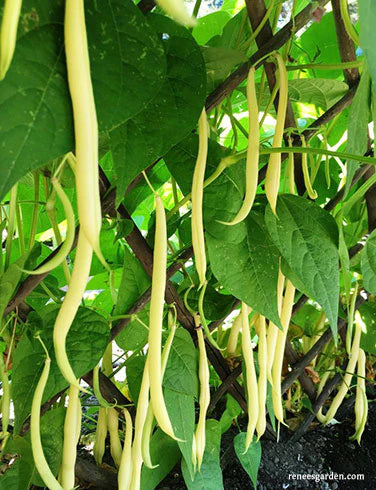 Bean French Gold Pole Filet