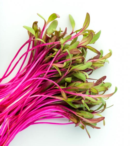 Microgreens Beet Ruby 30gm