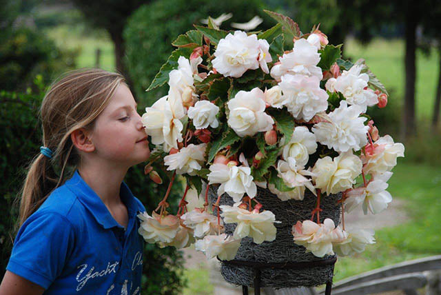 Begonia Super Novelty Angelique Tuber