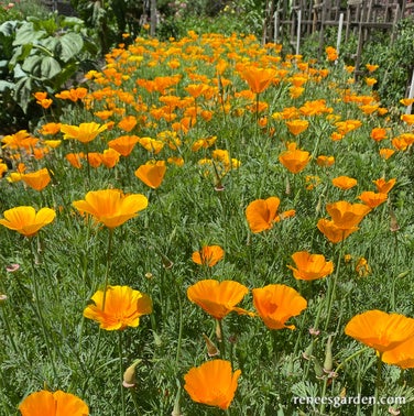 Scatter Garden Native Orange Poppy