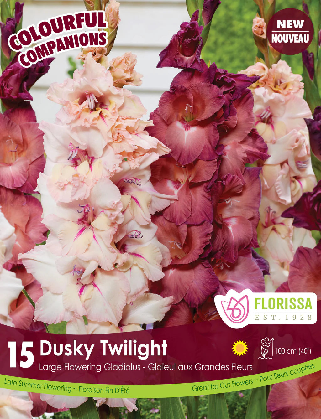 Gladiolus Dusky Twilight Companion Bulbs