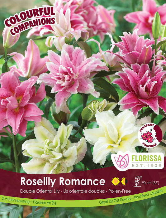 Lily Rose Romance Companion Bulbs