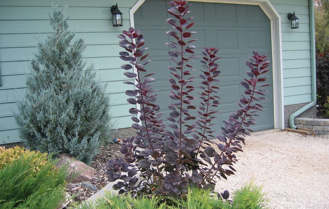 Smoke Bush Royal Purple 2G