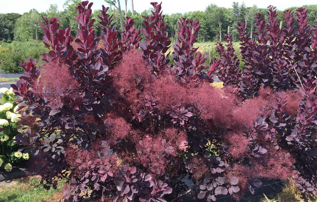 Smoke Bush Winecraft Black 2G