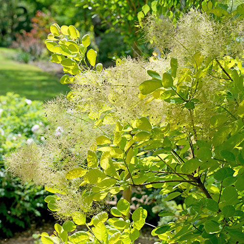 Smoke Bush Golden Spirit 2G