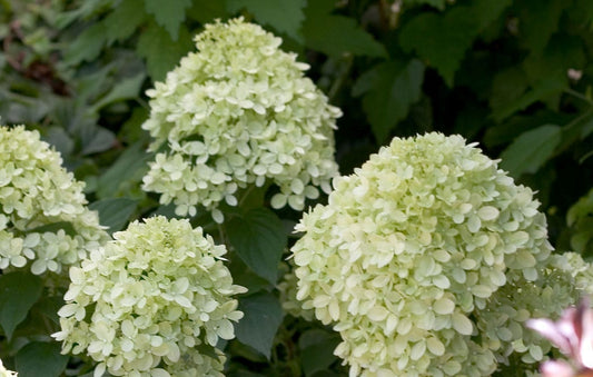 Hydrangea Little Lime 2G