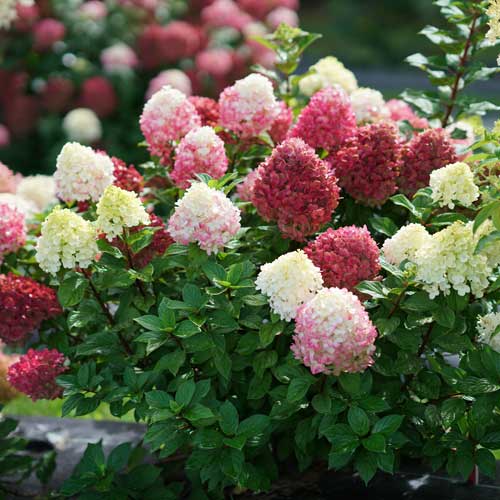 Hydrangea Little Lime Punch 2G