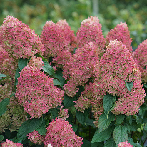 Hydrangea Quick Fire Top Graft 5G