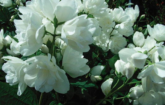 Mock Orange Snowbelle 2G