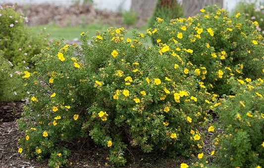 Potentilla Happy Faces Yellow 5G