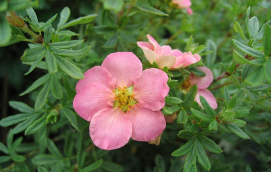 Potentilla Pink Beauty 2G