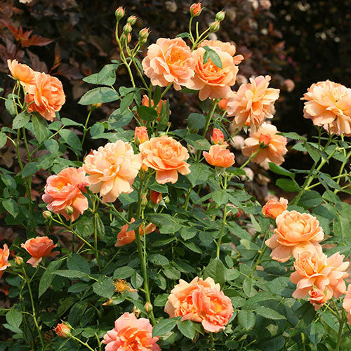 Rose 'At Last' 2G
