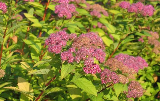 Spirea Goldflame 2G