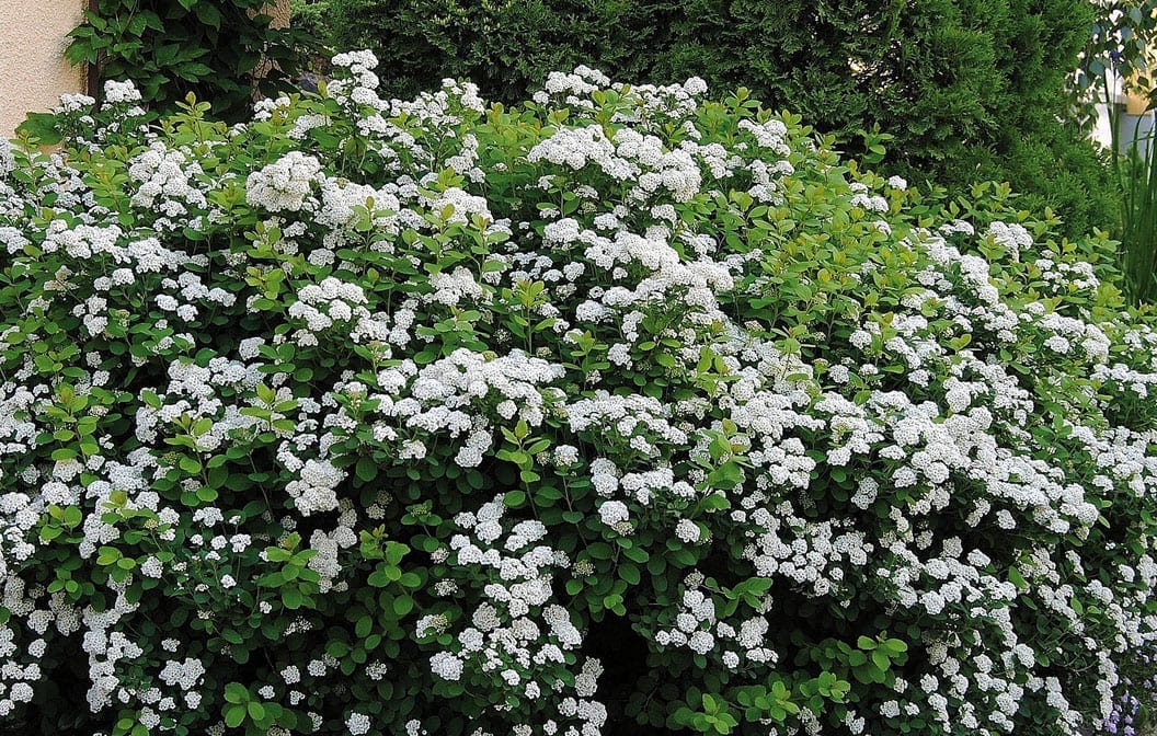 Spirea Tor Birch Leaf 2G