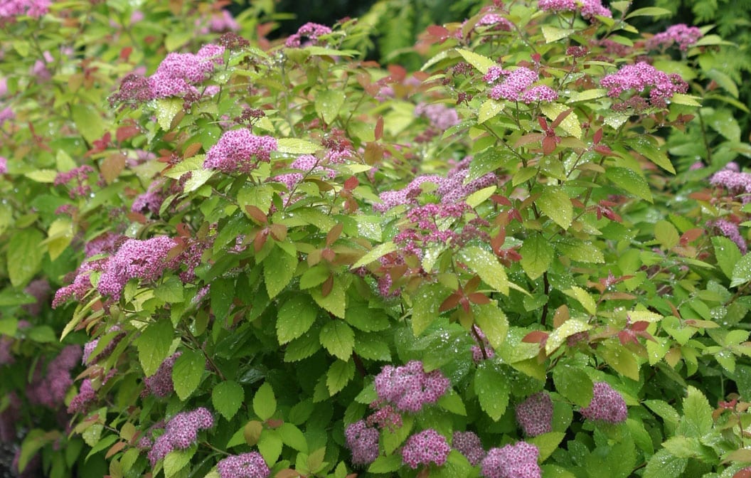 Spirea Double Play Big Bang 2G