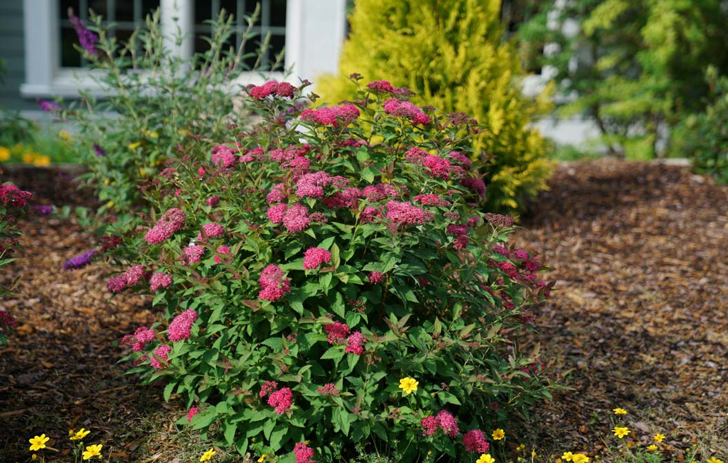 Spirea Double Play Doozie 2G