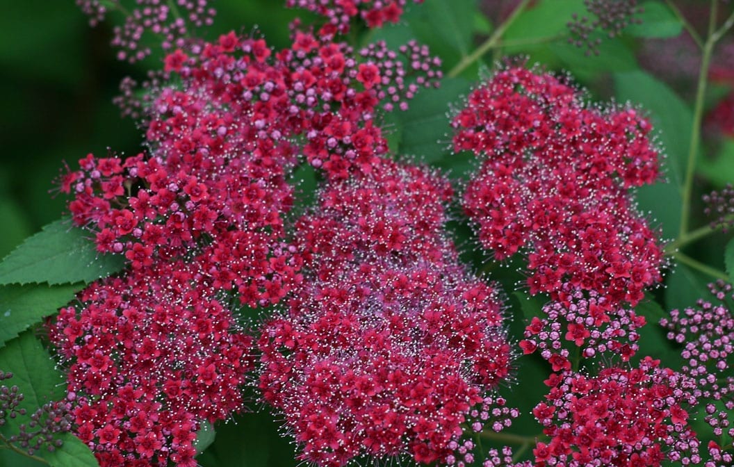 Spirea Double Play Red 2G