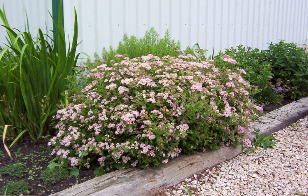 Spirea Little Princess