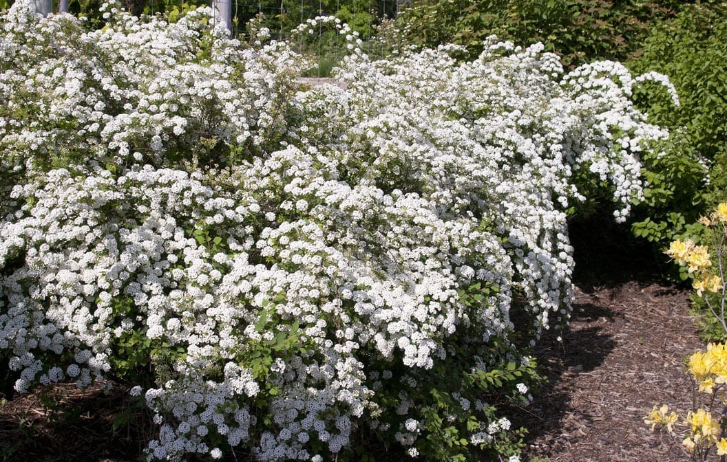 Spirea Bridal Wreath 1G