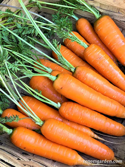 Carrot Bolero Nantes