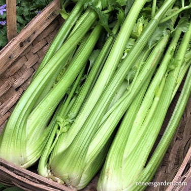 Celery Stalk Merlin