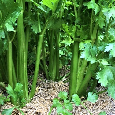 Celery Stalk Merlin