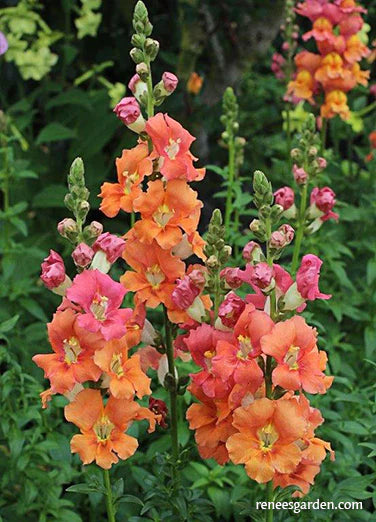 Snapdragon Summer Flame