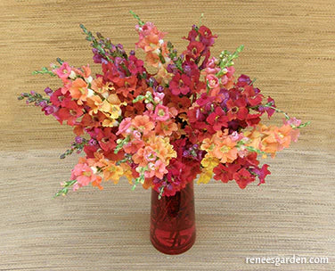 Snapdragon Summer Flame