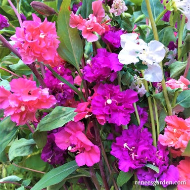 Clarkia Mountain Garland