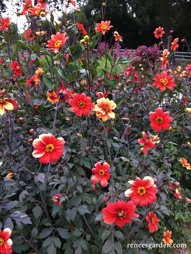 Dahlia Blazing Saddles