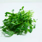Microgreens Organic Sugar Peas125gm
